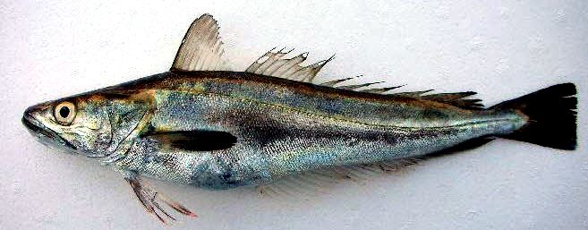 Merluccius senegalensis_05.jpg